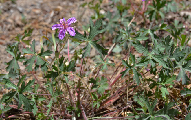 Pineywoods Geranium Pineywoods Geranium